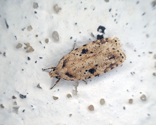 Brindled Flat-body