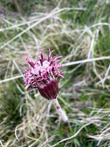 Alpine coltsfoot