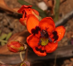 Tritonia deusta deusta