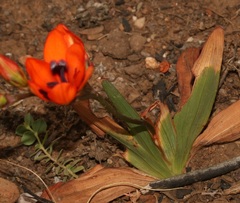 Tritonia deusta deusta