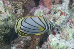 Chaetodon meyeri