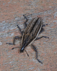 Scaphomorphus