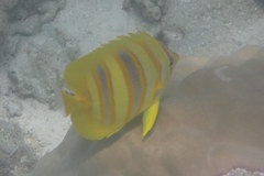 Chaetodon rainfordi