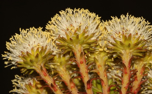 Image of Berzelia cordifolia by (c) Brian du Preez, some rights reserved (CC BY-SA)