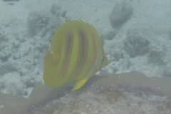 Chaetodon rainfordi