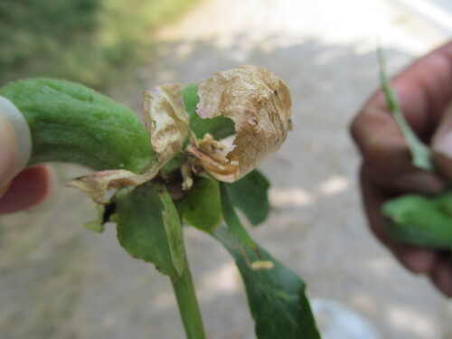 Paeonia officinalis