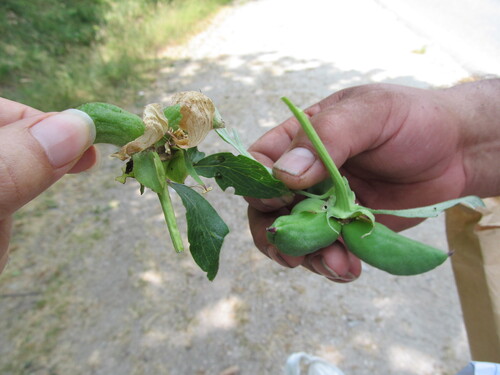 Paeonia officinalis