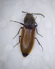 Anostirus castaneus
