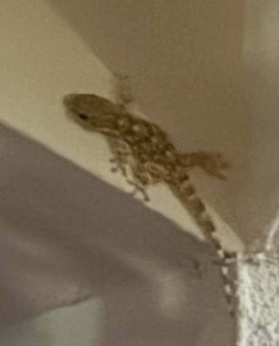 Moorish Gecko
