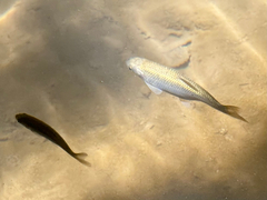 Aegean Chub photo 5