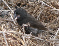 Geospiza conirostris