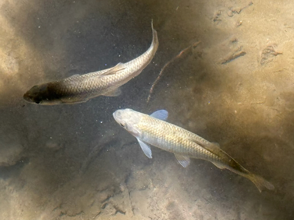 Aegean Chub