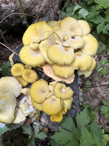 Golden Oyster Mushroom