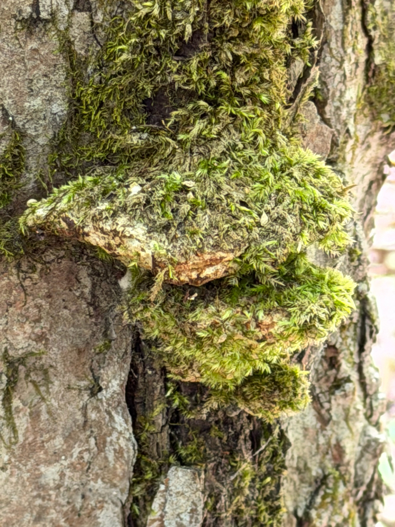 Rigidoporus sp. 'populinus-IN01' · May 2026 · photo: Photo: no rights reserved · iNaturalist