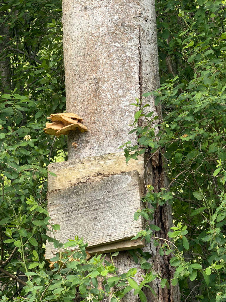 aspen oyster mushroom · May 2026 · photo: Photo: no rights reserved · iNaturalist