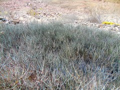 Ephedra breana