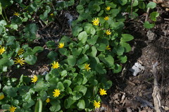 Ficaria verna calthifolia