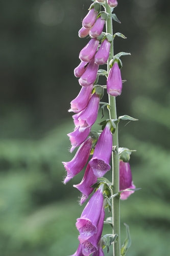 purple foxglove
