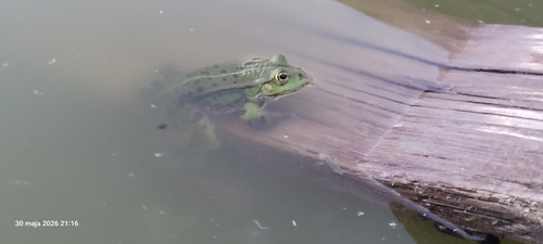 Edible Frog