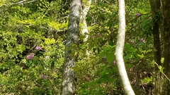 Rhododendron catawbiense