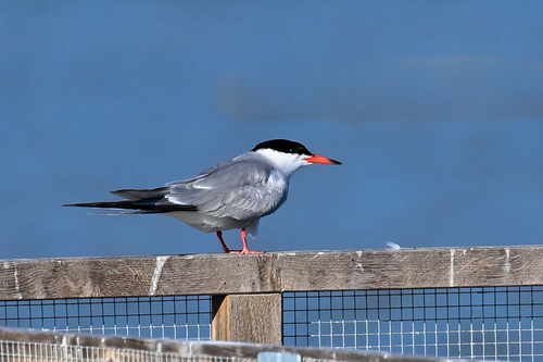 Common Tern