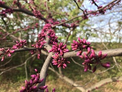 Cercis canadensis