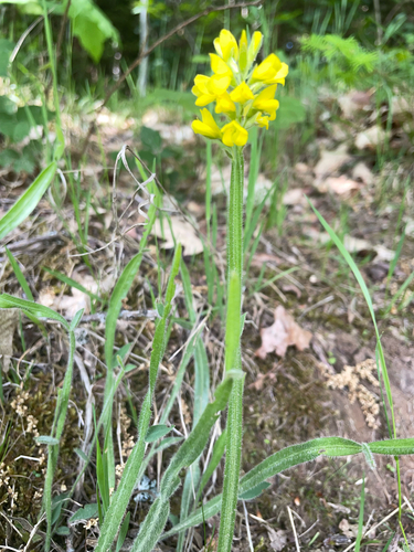 Winged Broom