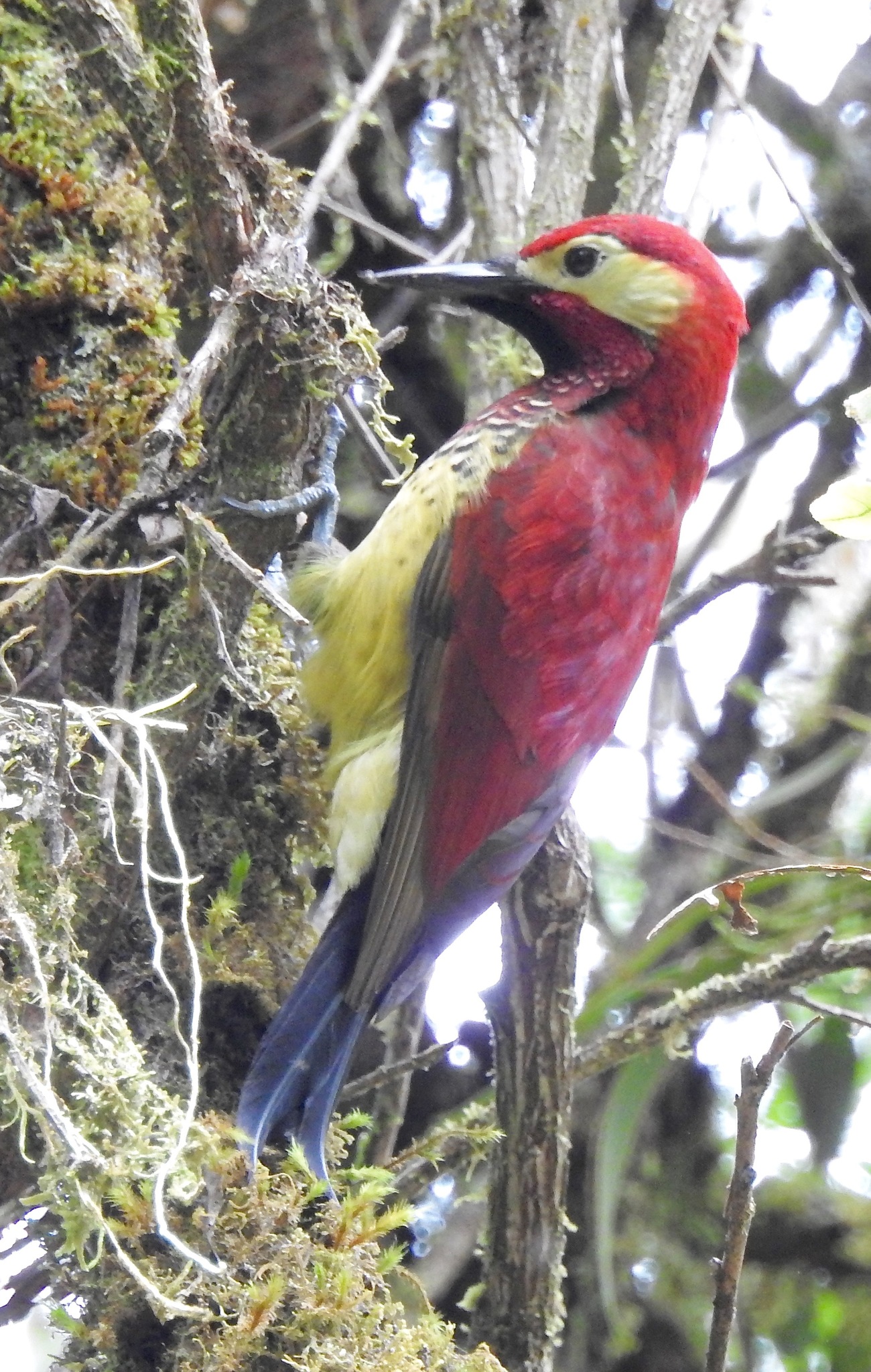 Crimson-mantled Woodpecker illustration