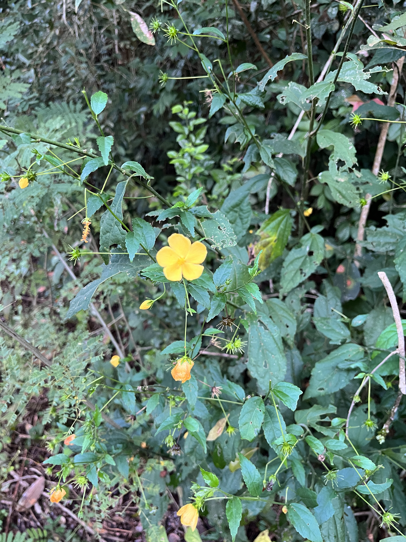 Pavonia sepium