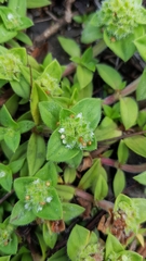 Richardia humistrata