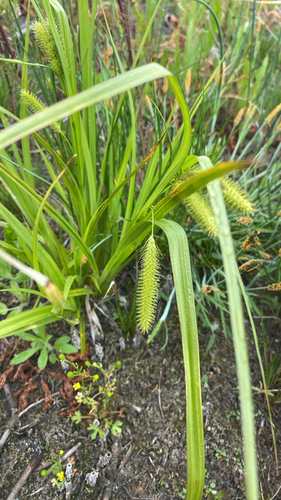 Cyperus Sedge
