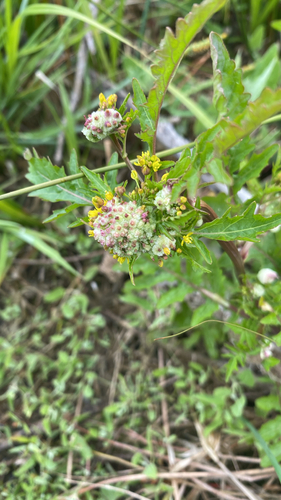 Dasineura sisymbrii