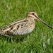 Wilson's Snipe - Photo (c) Bridget Spencer, some rights reserved (CC BY-NC), uploaded by Bridget Spencer