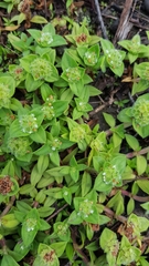 Richardia humistrata