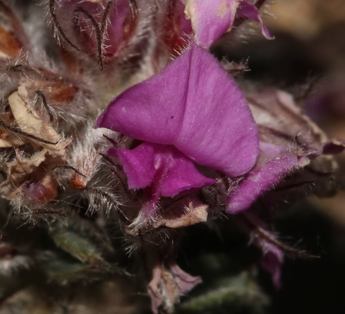 Image of Indigofera spectabilis by (c) Brian du Preez, some rights reserved (CC BY-SA)