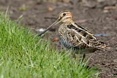 Wilson's Snipe photo 4