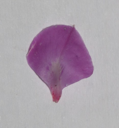 Image of Indigofera spectabilis by (c) Brian du Preez, some rights reserved (CC BY-SA)