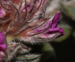 Indigofera spectabilis