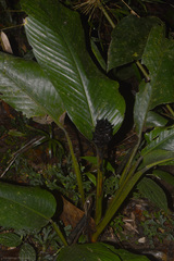 Goeppertia monophylla