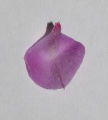 Indigofera spectabilis