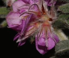 Indigofera spectabilis