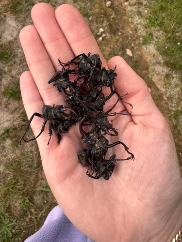European Stag Beetle
