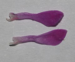 Indigofera spectabilis