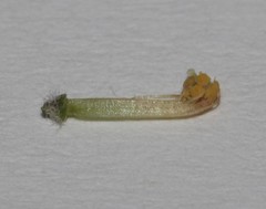 Indigofera spectabilis