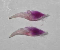 Indigofera spectabilis