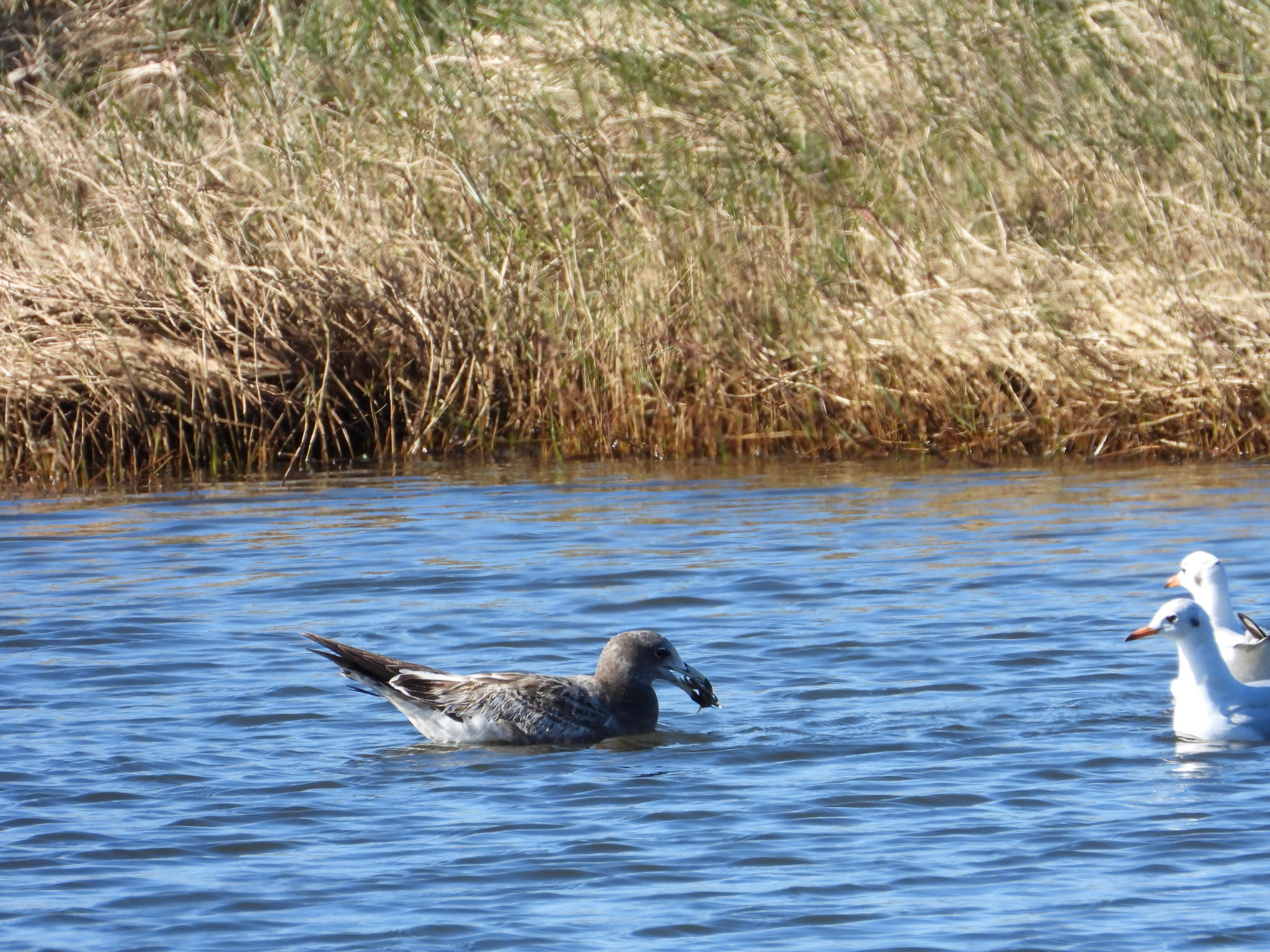 Olrog's Gull (Larus atlanticus), photo 2