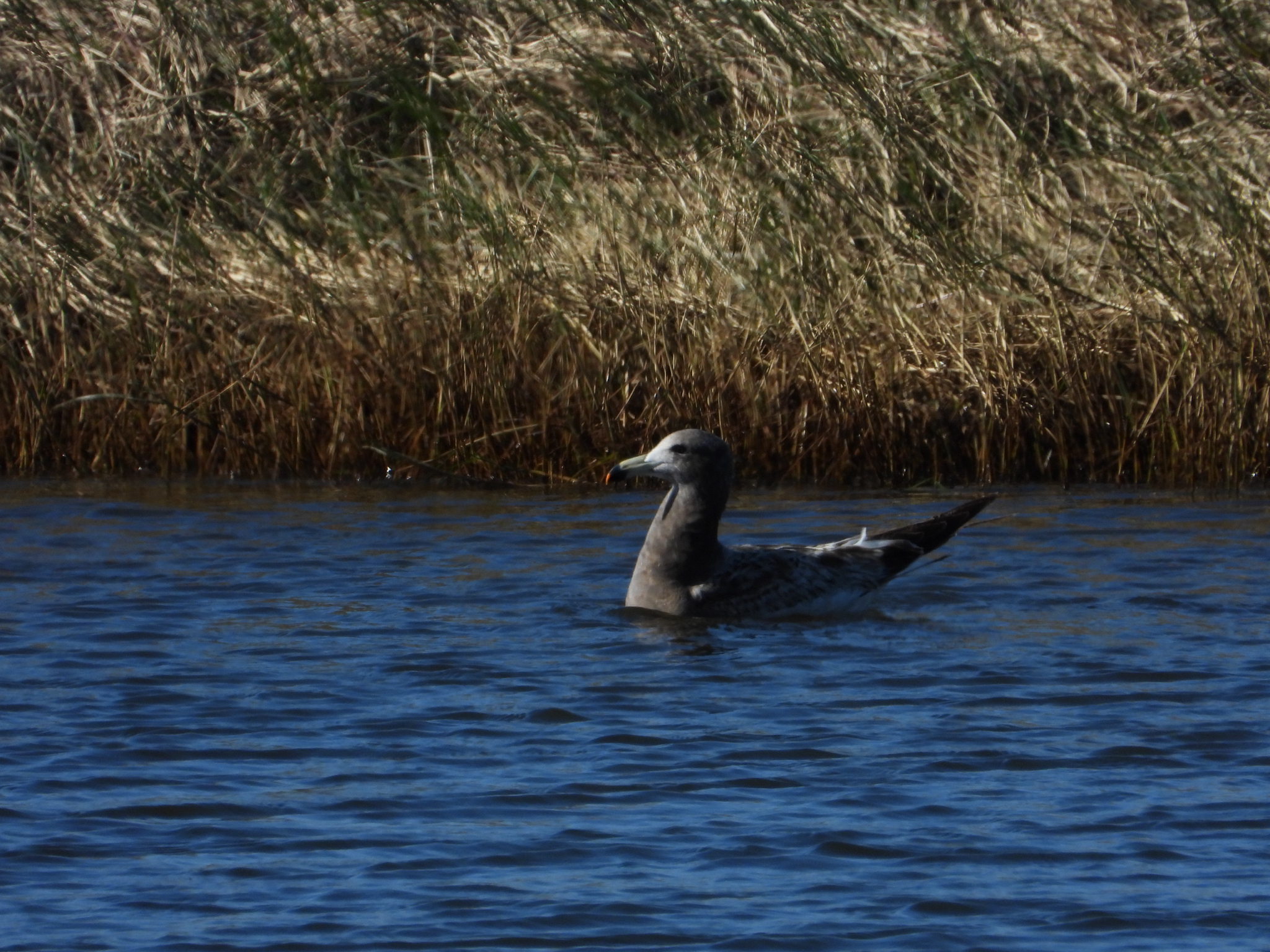 Olrog's Gull (Larus atlanticus), photo 5
