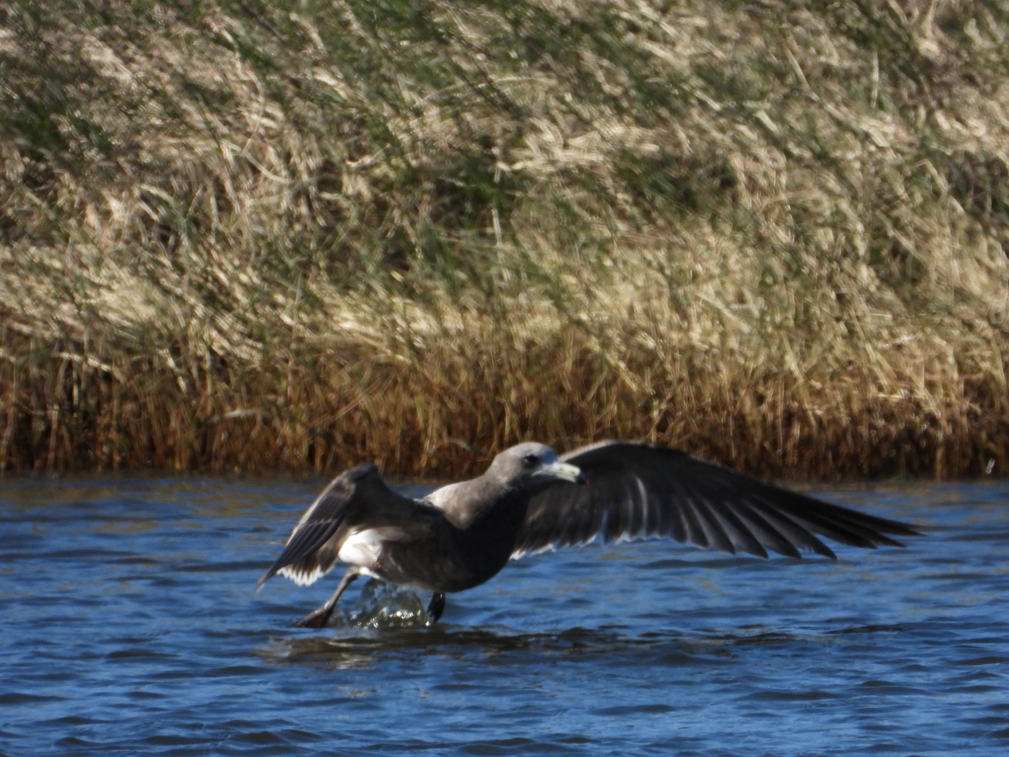 Olrog's Gull (Larus atlanticus), photo 3