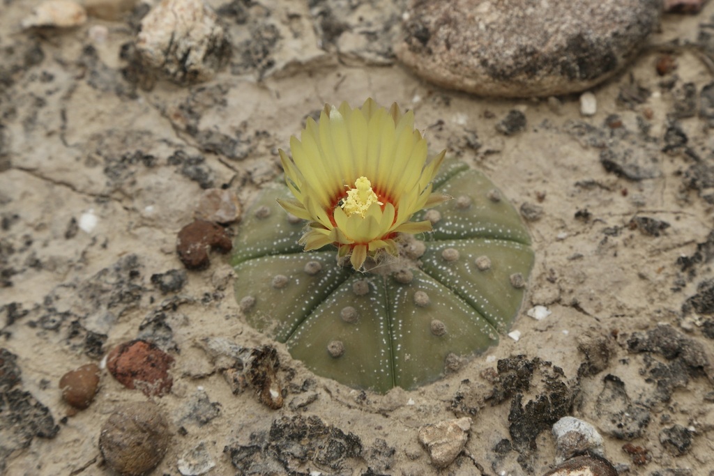 Cây Xương Rồng Asterias – Astrophytum asterias
