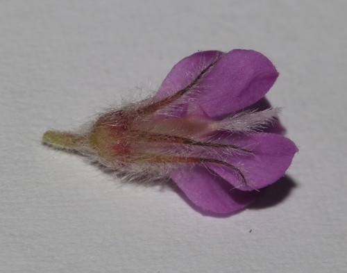 Image of Indigofera spectabilis by (c) Brian du Preez, some rights reserved (CC BY-SA)